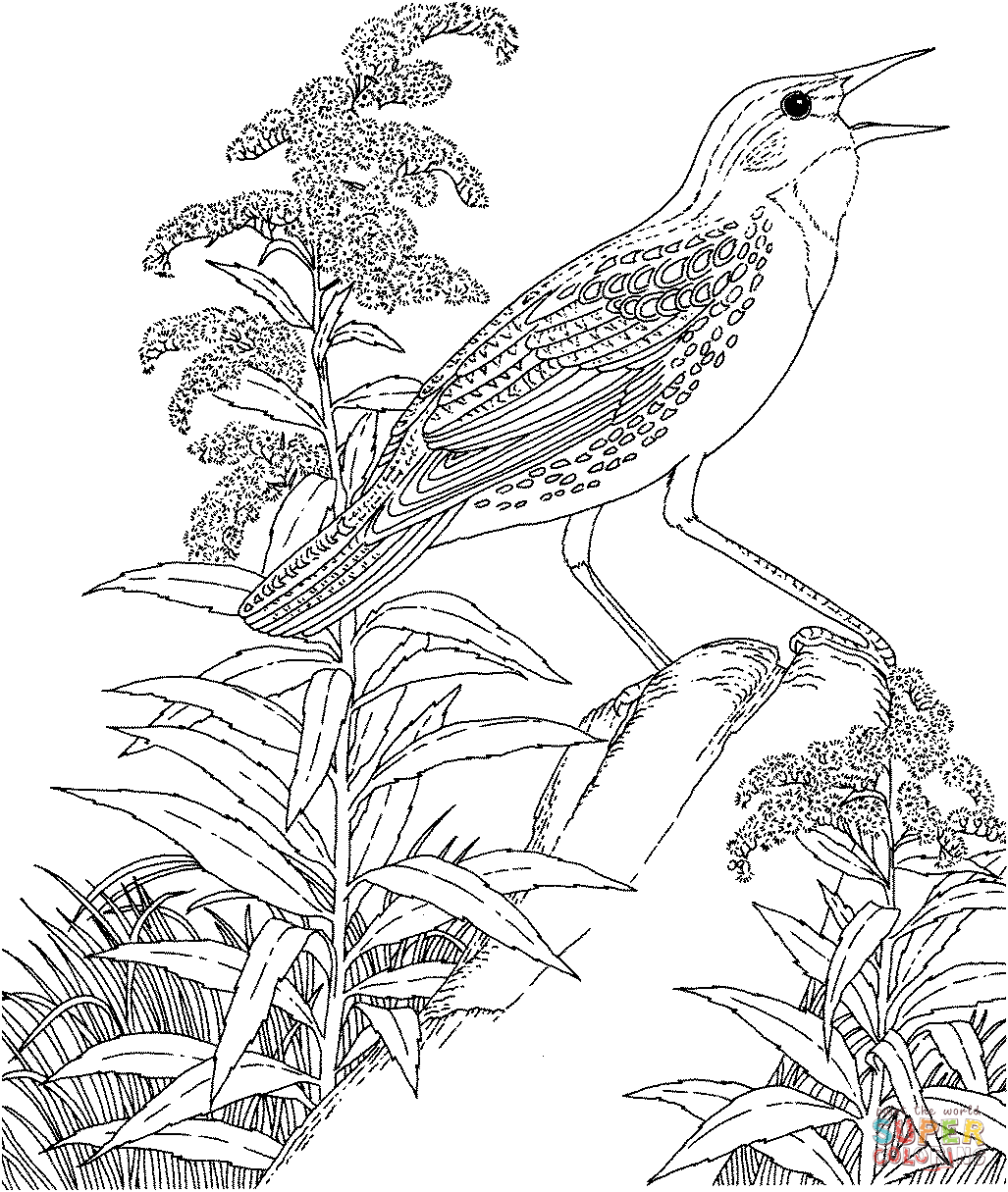 Meadowlark And Goldenrod Nebraska State Bird And Flower Coloring Pages
