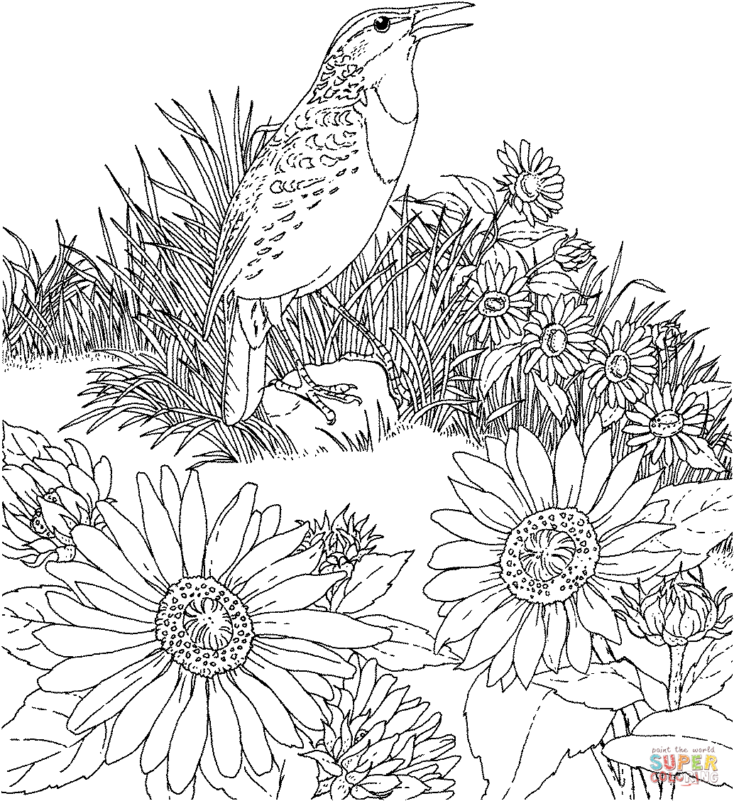 Meadowlark And Wild Sunflower Kansas State Bird And Flower Coloring Pages