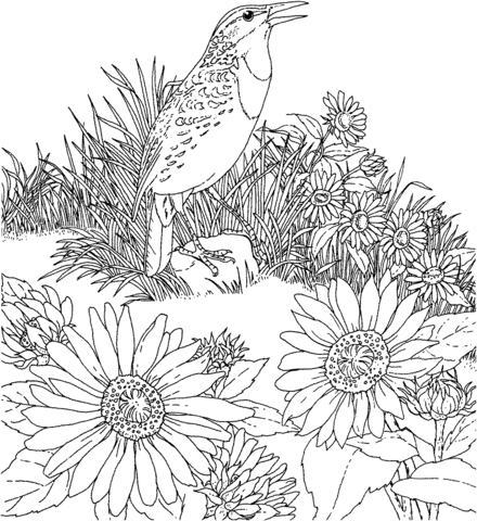 Meadowlark and Wild Sunflower Kansas State Bird and Flower Coloring Page