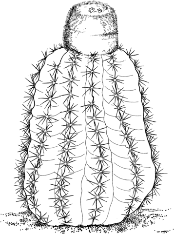 Coloriage Melocactus intortus ou cactus à capuchon turc