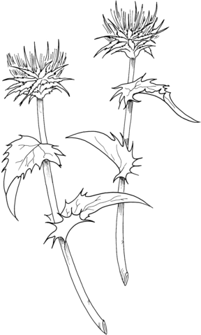 Milk Thistle Coloring Pages