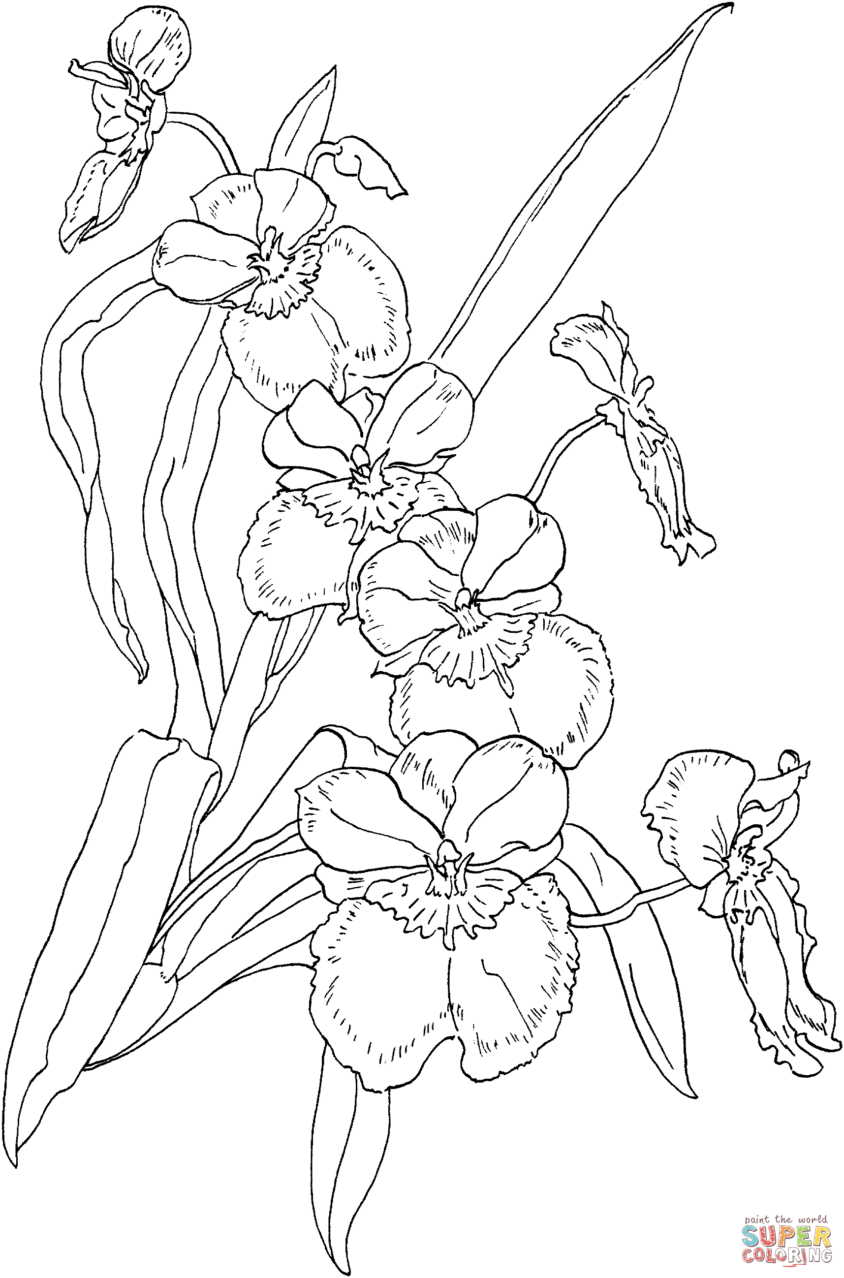 Miltonia Pansy Orchid Coloring Pages