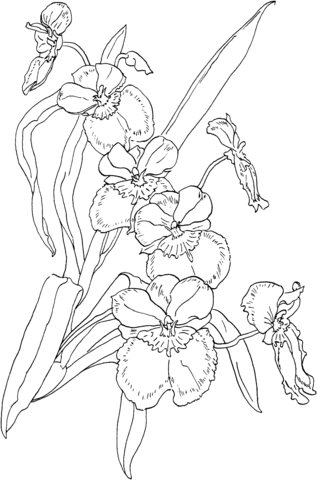 Miltonia Pansy Orchid Coloring Page