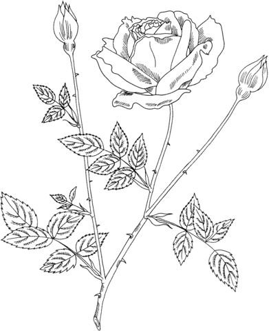 Mister Lincoln Hybrid Tea Bush Rose Coloring Page