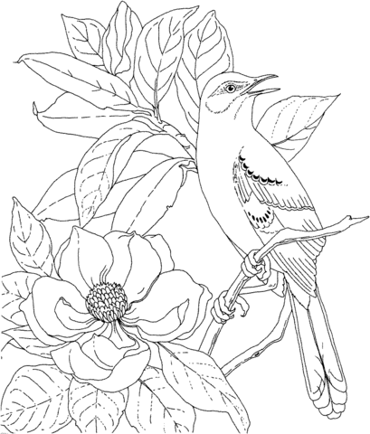 Mockingbird and Magnolia Mississippi State Bird and Flower Coloring Pages