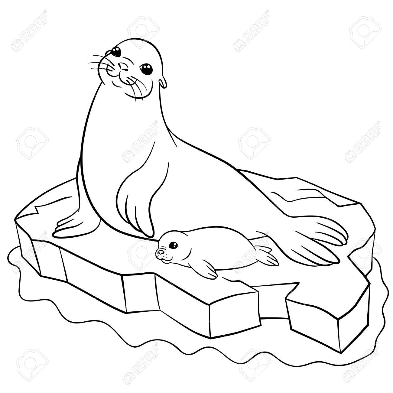 Mother Seal from Cute Animal
