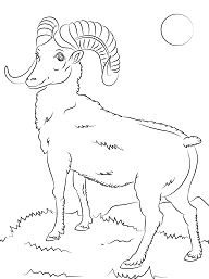 Mountain Bighorn Sheep Coloring Page