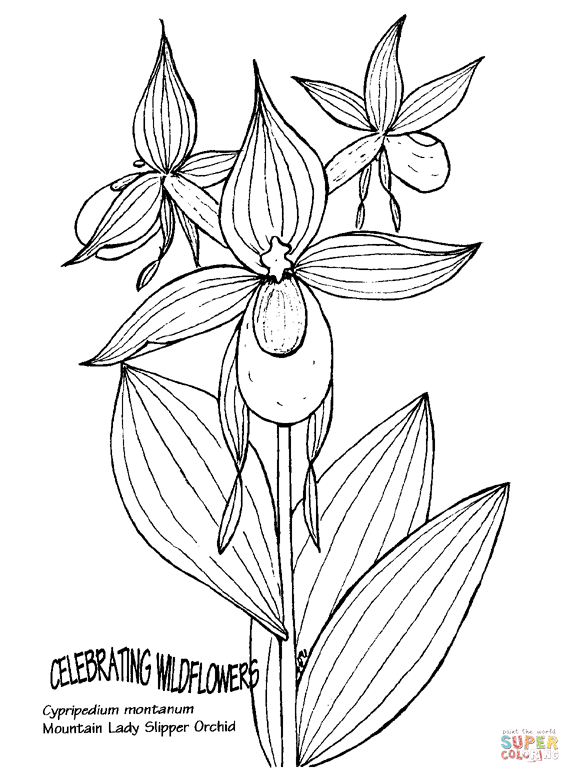 Горная Леди Тапочка Орхидея из Орхидеи