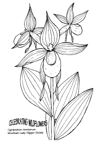 Mountain Lady Slipper Orchid Coloring Page