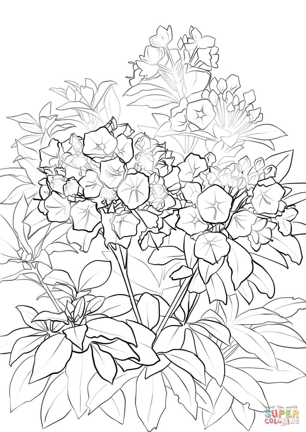Mountain Laurel Coloring Pages