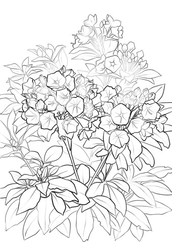 Mountain Laurel Coloring Page
