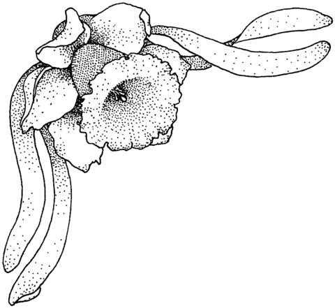 Narcissus 9 Coloring Pages