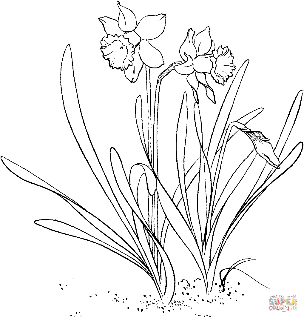 Narcissus pseudonarcissus oder wilde Narzisse oder Fastenlilie aus Narzisse