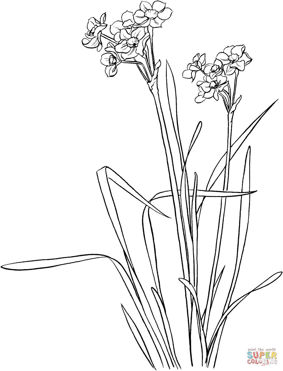 Narcissus tazetta Coloring Pages