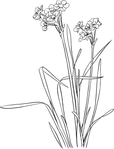 Narcissus tazetta Coloring Page