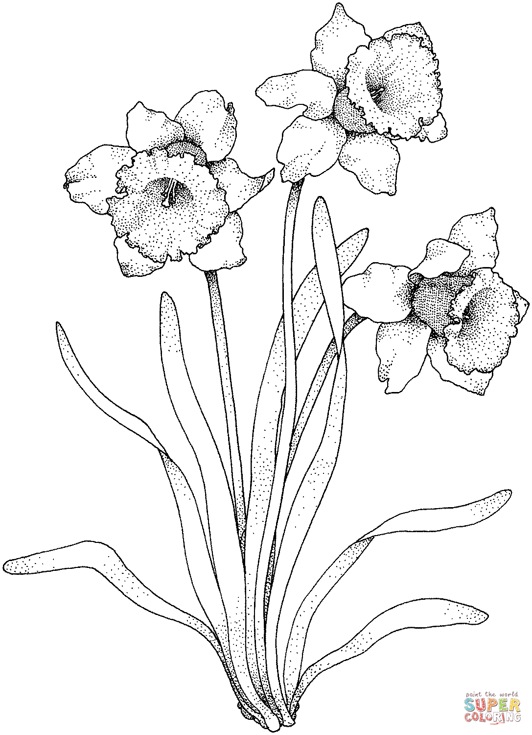 Narcissus Coloring Pages