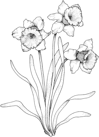 Narcissus Coloring Pages