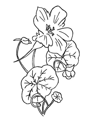 Nasturtium or Indian Cress Coloring Pages