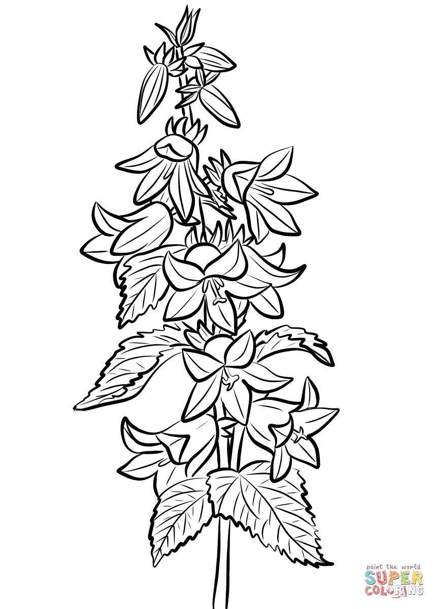 Nettle-leaved Bellflower Coloring Pages