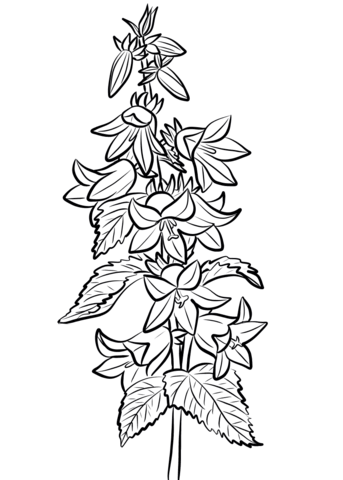 Nettle-leaved Bellflower Coloring Page