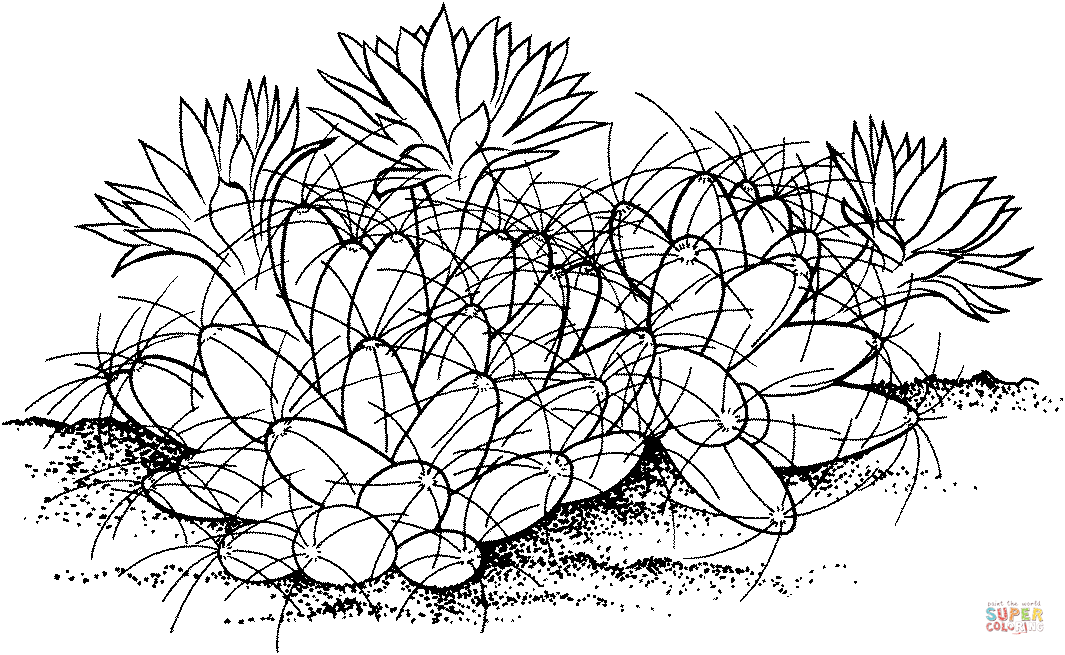 Nipple Cactus Coloring Pages
