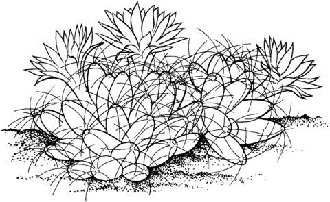 Nipple Cactus Coloring Page