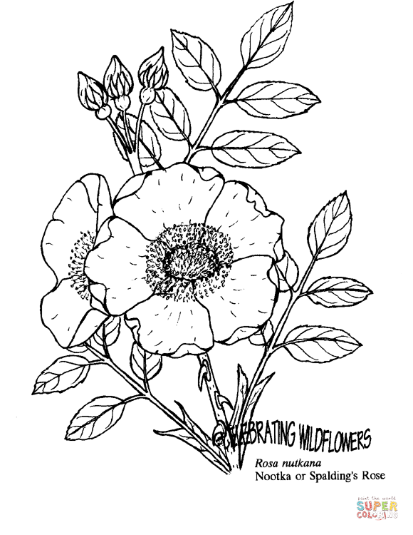 Nootka Rose Coloring Pages