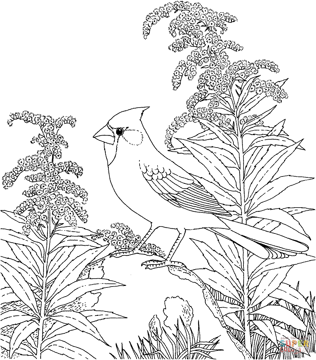 Northern Cardinal and Goldenrod Kentucky Bird and Flower Coloring Pages