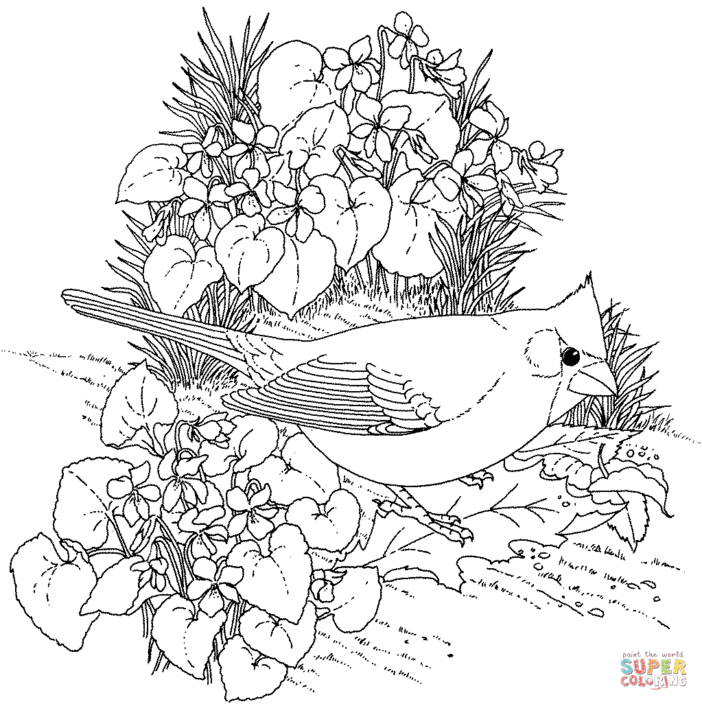 Northern Cardinal And Violet Illinois Bird And Flower Coloring Pages