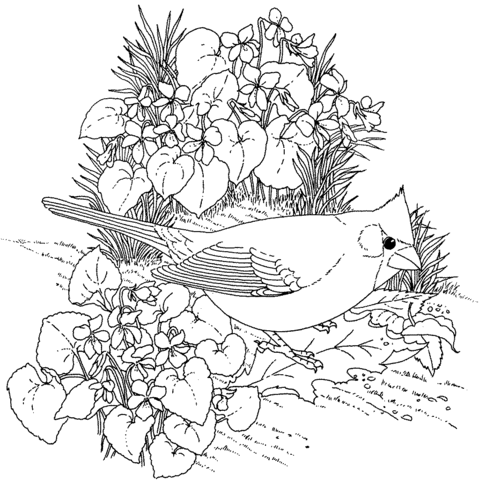 Northern Cardinal and Violet Illinois Bird and Flower Coloring Page