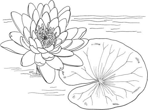Nymphaea Mexicana or Yellow Water Lily Coloring Pages