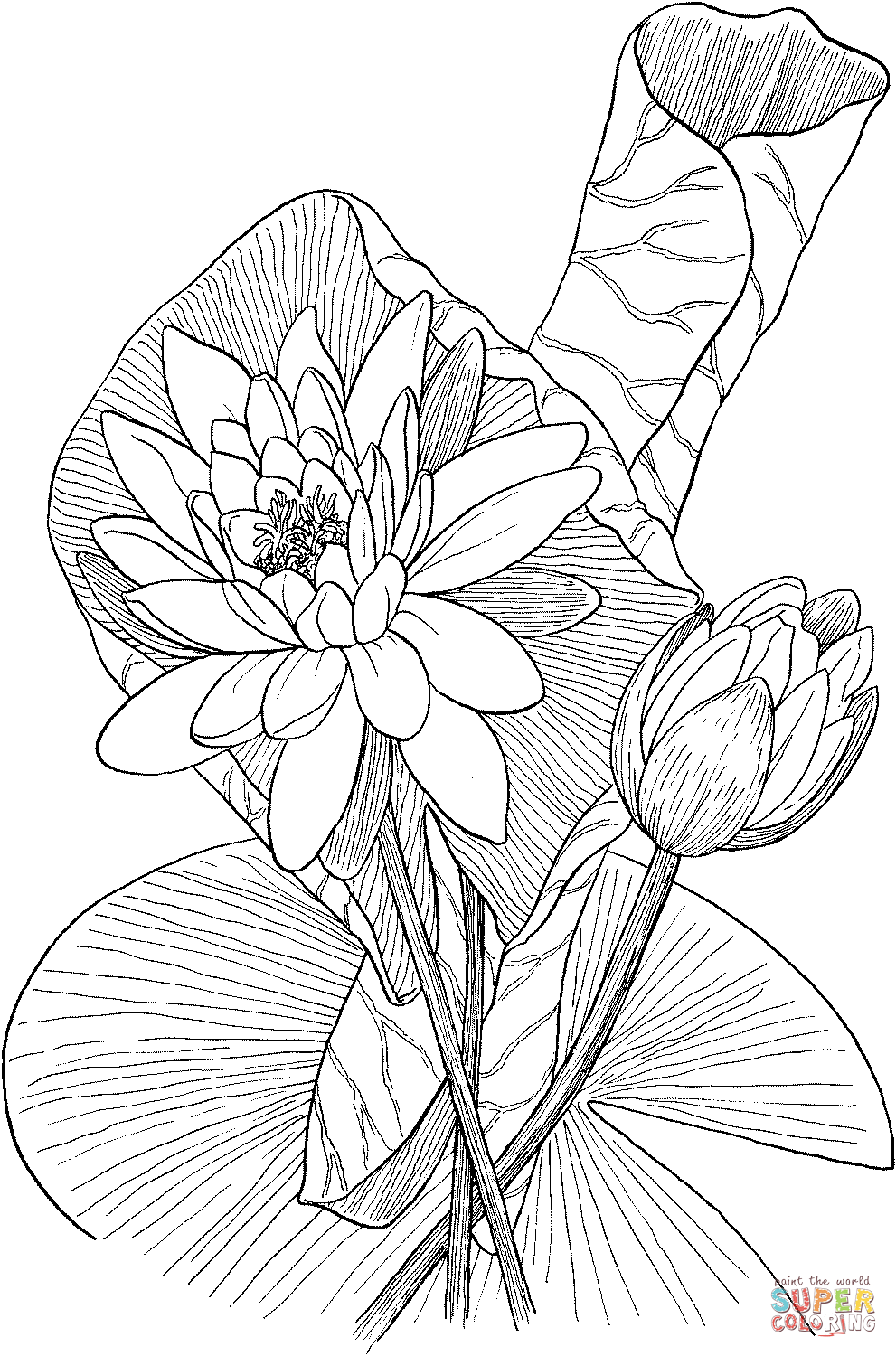 Nymphaea odorata 或来自睡莲的香睡莲