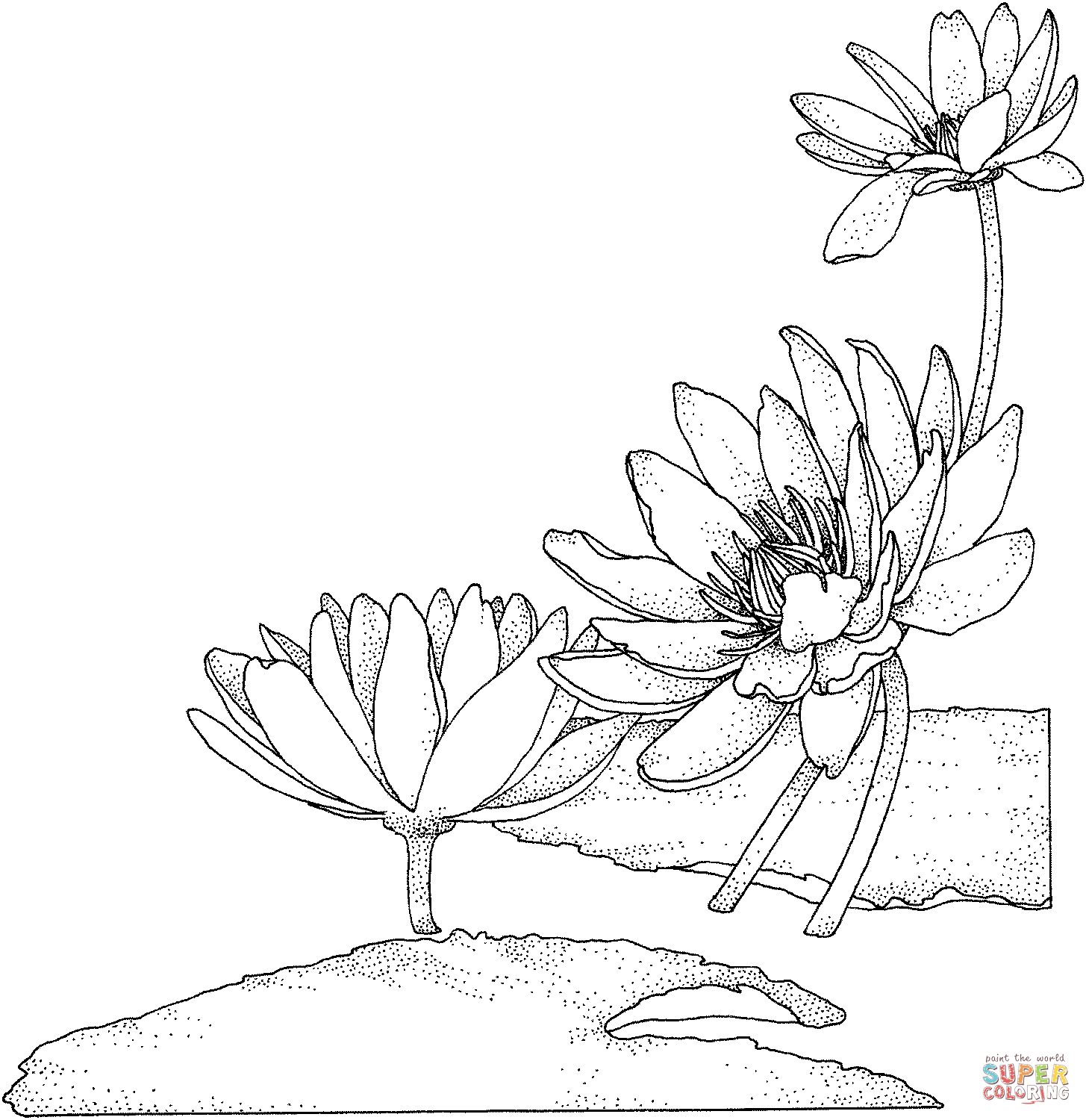 Nymphaea Or Water Lily Coloring Pages