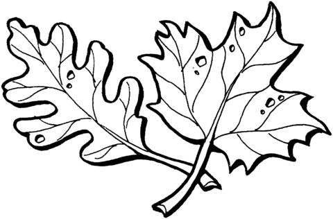 Desenho para colorir de folhas de carvalho e bordo