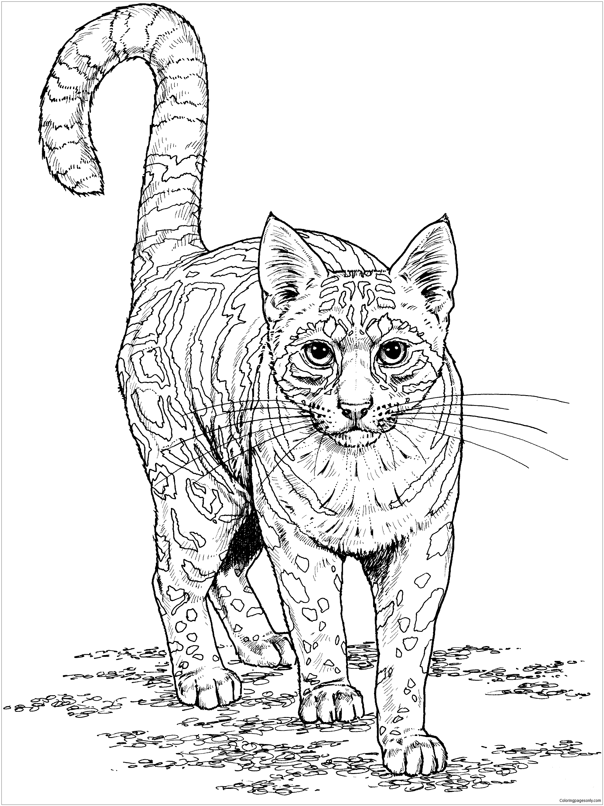 Ocelot Coloring Pages - Cat Coloring Pages - Coloring Pages For Kids