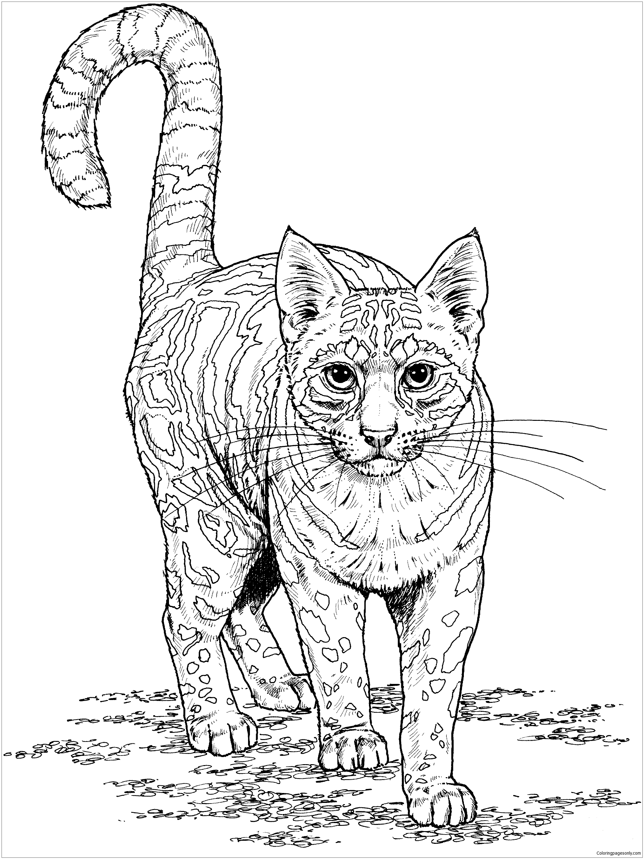 44 Collections Cat Coloring Pages Realistic  Latest