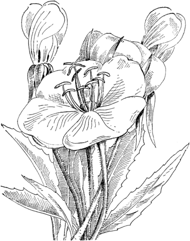 Oenothera Caespitosa or Scapose Primrose Coloring Pages