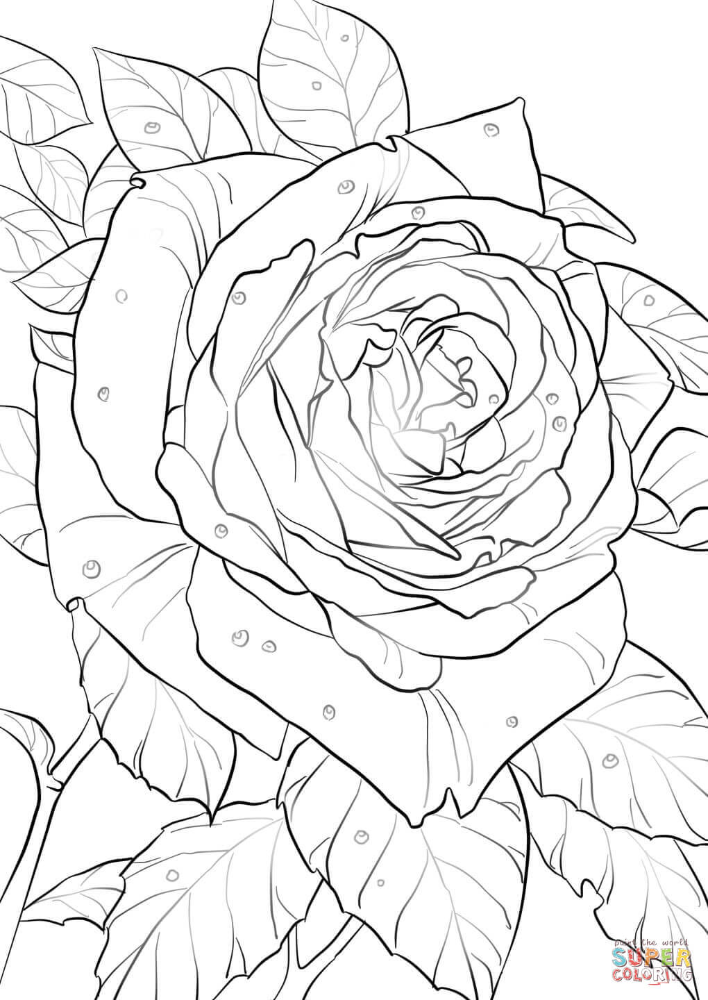 Oklahoma Rose Coloring Pages