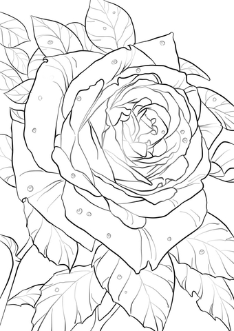 Oklahoma Rose Coloring Pages