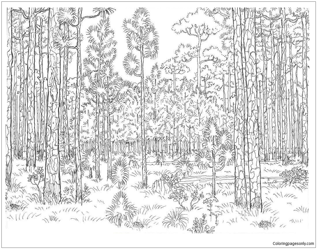 coloring pages of the forest