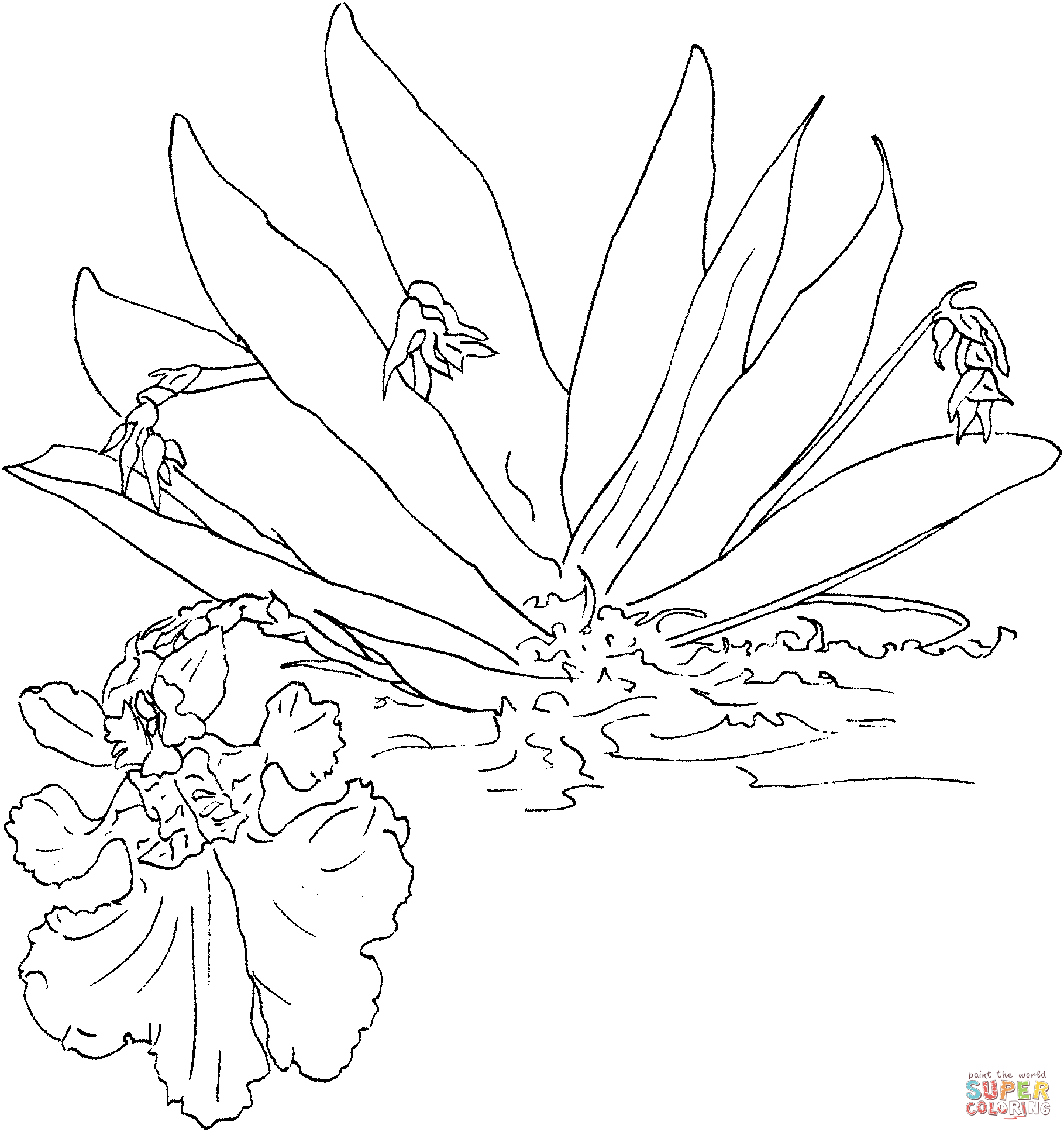 Орхидея в природе раскраска