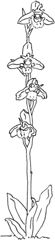 Ophrys Speculum or the Mirror of Venus Orchid Coloring Pages