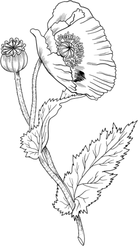 Opium Poppy Coloring Page