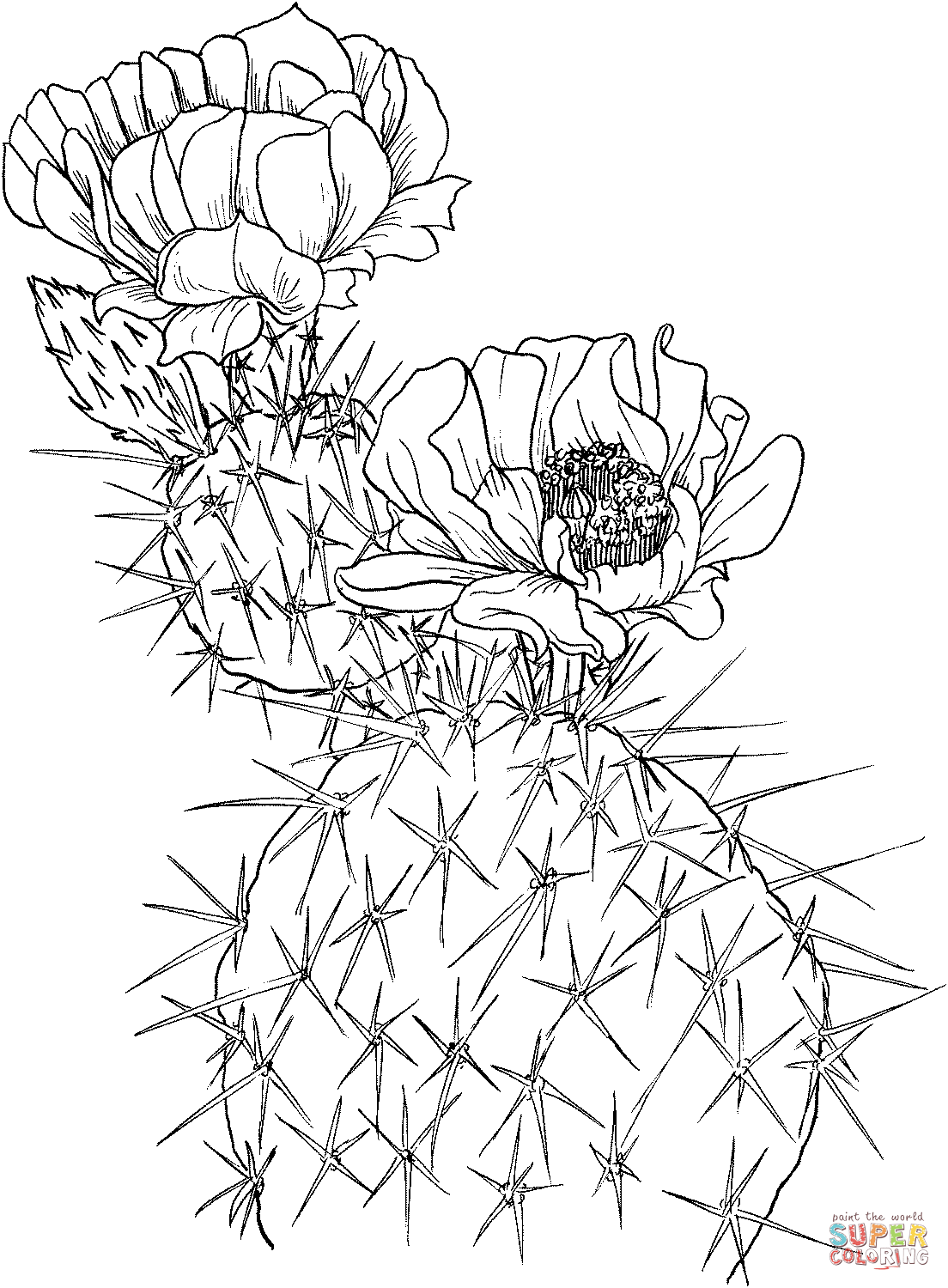 Opuntia nopal ou figue de Barbarie de Cactus