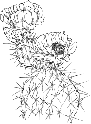 Opuntia nopal or prickly pear cactus Coloring Pages
