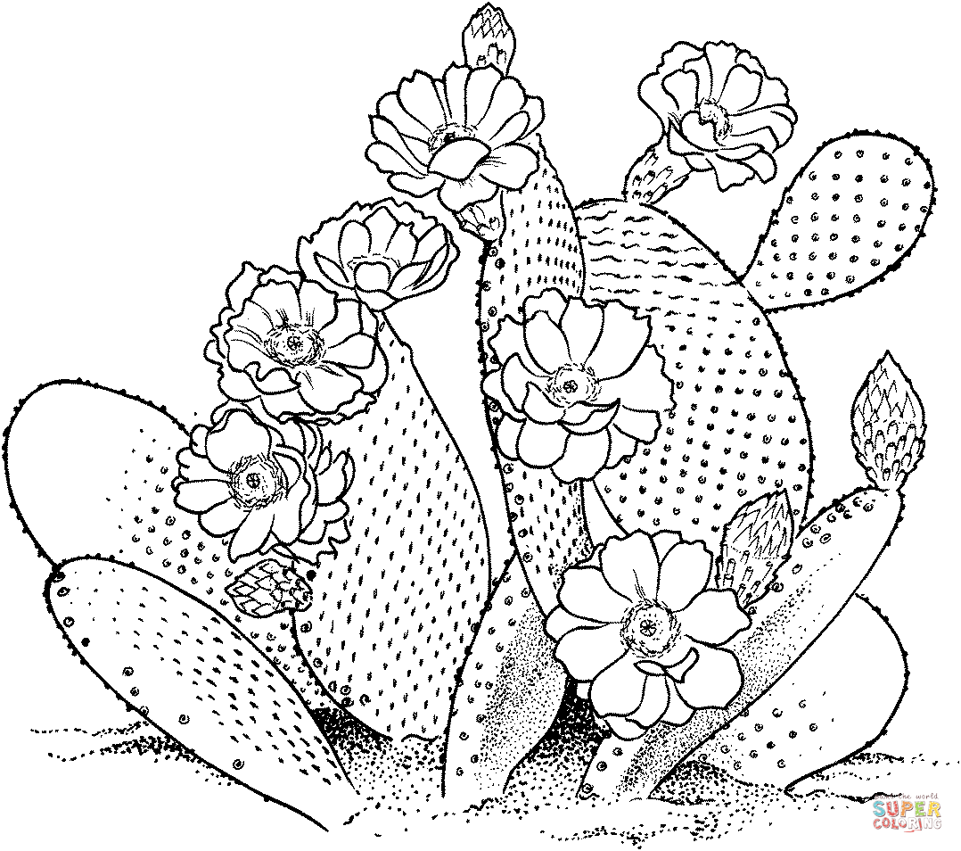 Opuntia prickly pear cactus Coloring Page