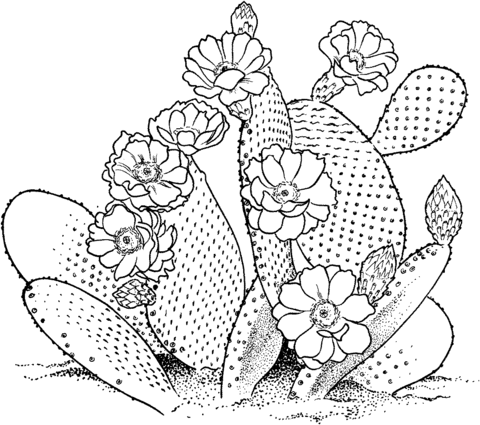 Opuntia prickly pear cactus Coloring Page