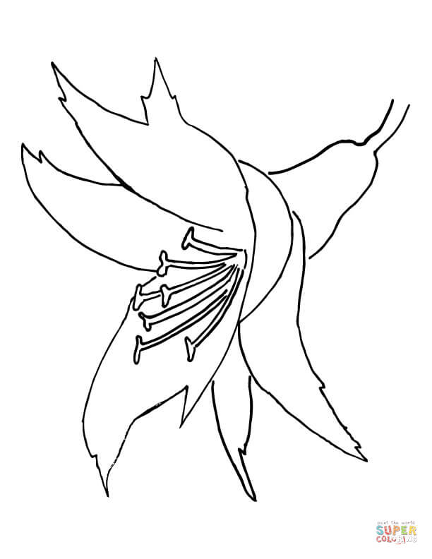 زهرة الأوركيد من الأوركيد