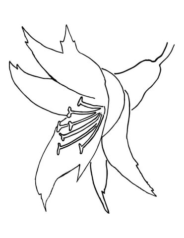 Orchid Flower Coloring Pages