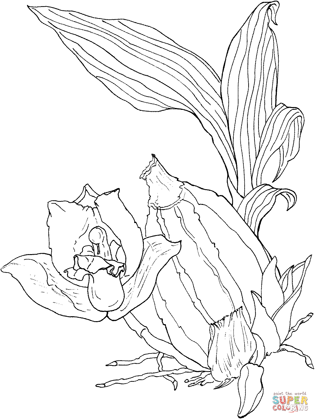 Orchid Lycaste Aromatica Coloring Pages